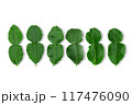 Kaffir lime leaves on white background with clipping path 117476090