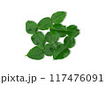 Kaffir lime leaves on white background with clipping path 117476091