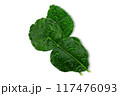 Kaffir lime leaves with droplets on white background with clipping path 117476093