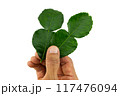 Hand holding kaffir leaves on white background with clipping path 117476094