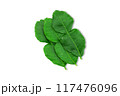 Kaffir lime leaves on white background with clipping path 117476096