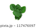 Kaffir lime leaves on white background with clipping path 117476097