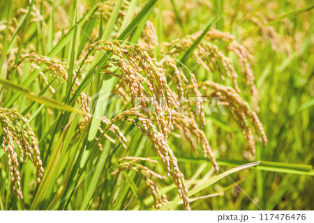 収穫間近の稲穂 収穫間近の稲穂 117476476