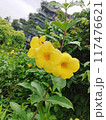 yellow flowers in the garden 117476621