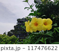 yellow flowers on the roof of the house 117476622