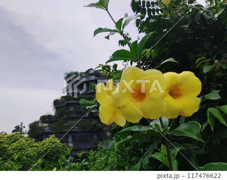 yellow flowers on the roof of the house yellow flowers on the roof of the house 117476622