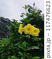 yellow orchid flower in the garden 117476623