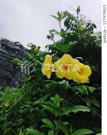 yellow orchid flower in the garden yellow orchid flower in the garden 117476623