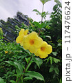yellow flowers in the garden 117476624