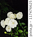 peony in the garden 117476625