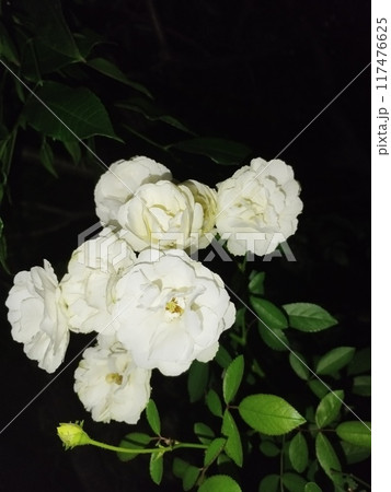 peony in the garden 117476625
