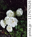 white roses in the garden 117476626