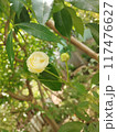 rose on a tree 117476627