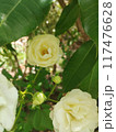 close up of a white rose flower 117476628