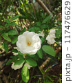 white peony flower in the garden 117476629