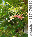 pink flowers on a tree in the garden 117476630