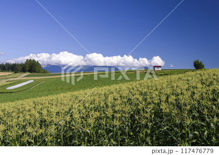夏の陽ざしの中で 夏の陽ざしの中で 117476779