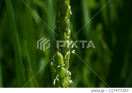稲の花咲く頃 117477267