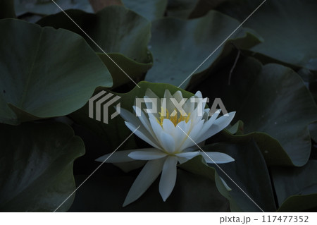 白い蓮の花 117477352