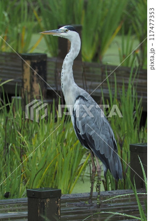 柵の上で休むアオサギ 117477353