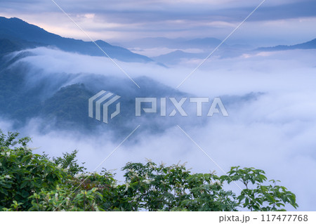 《新潟県》枝折峠の滝雲・夏の大雲海 117477768