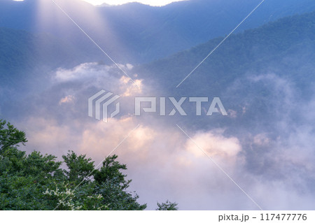 《新潟県》枝折峠の滝雲・夏の大雲海 117477776