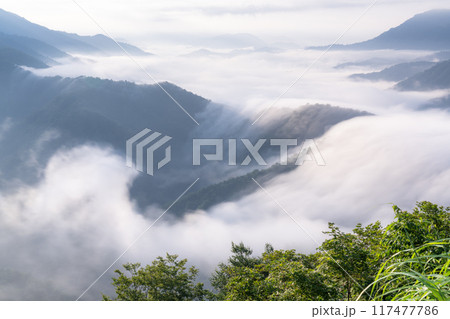 《新潟県》枝折峠の滝雲・夏の大雲海 117477786