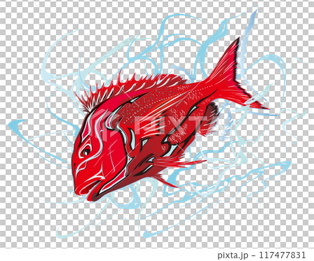 凜々しい深紅のマダイ魚体に歌舞伎隈取化粧を施した日本的イラスト（背景に本水風の水しぶき柄） 117477831