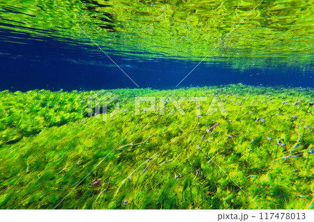 醒井地蔵川梅花藻水景② 醒井地蔵川梅花藻水景② 117478013