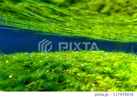 醒井地蔵川梅花藻水景① 117478016