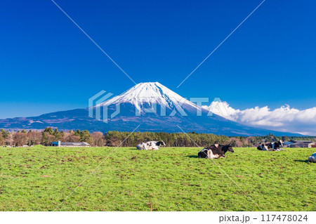 【静岡県】朝霧高原の牧場と富士山 【静岡県】朝霧高原の牧場と富士山 117478024