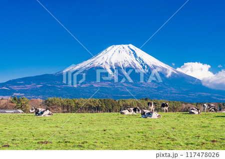 【静岡県】朝霧高原の牧場と富士山 【静岡県】朝霧高原の牧場と富士山 117478026