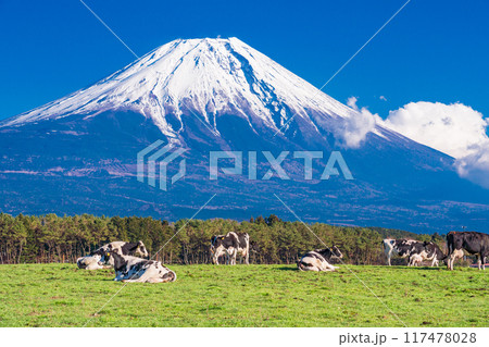 【静岡県】朝霧高原の牧場と富士山 【静岡県】朝霧高原の牧場と富士山 117478028