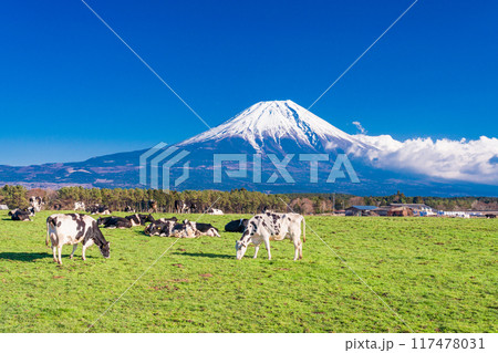 【静岡県】朝霧高原の牧場と富士山 【静岡県】朝霧高原の牧場と富士山 117478031