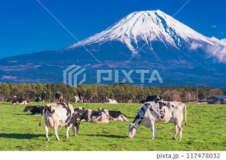 【静岡県】朝霧高原の牧場と富士山 【静岡県】朝霧高原の牧場と富士山 117478032