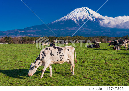 【静岡県】朝霧高原の牧場と富士山 【静岡県】朝霧高原の牧場と富士山 117478034