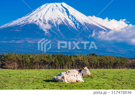 【静岡県】朝霧高原の牧場と富士山 117478036