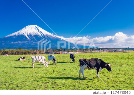 【静岡県】朝霧高原の牧場と富士山 117478040