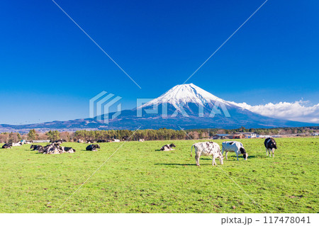 【静岡県】朝霧高原の牧場と富士山 【静岡県】朝霧高原の牧場と富士山 117478041