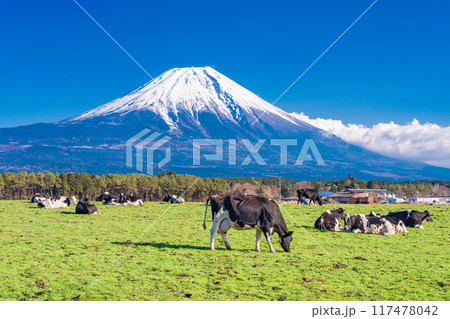 【静岡県】朝霧高原の牧場と富士山 【静岡県】朝霧高原の牧場と富士山 117478042