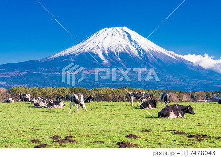 【静岡県】朝霧高原の牧場と富士山 【静岡県】朝霧高原の牧場と富士山 117478043