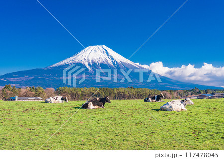 【静岡県】朝霧高原の牧場と富士山 117478045