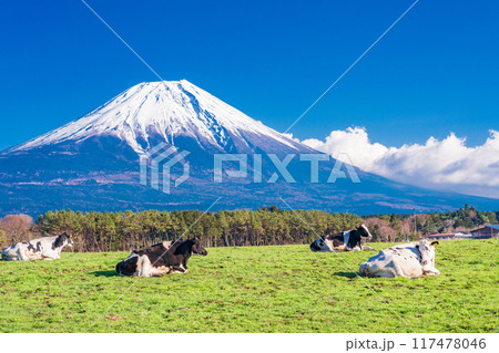 【静岡県】朝霧高原の牧場と富士山 117478046