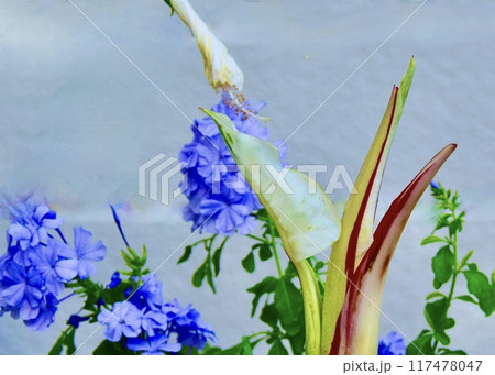 真夏の花に涼を求めて。 117478047