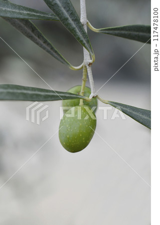 Common olive 117478100