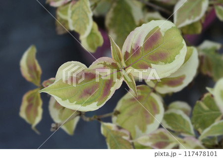 Flowering dogwood Akatsuki 117478101