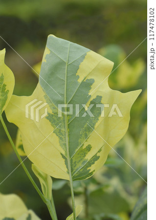 Tulip tree Snow Bird 117478102