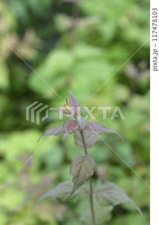 Beauty bush Pink Cloud 117478103