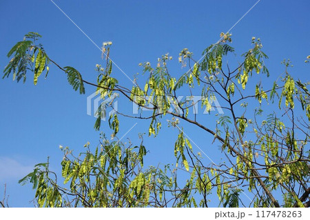ネムノキの若い実 ネムノキの若い実 117478263