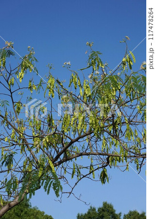 ネムノキの若い実 ネムノキの若い実 117478264